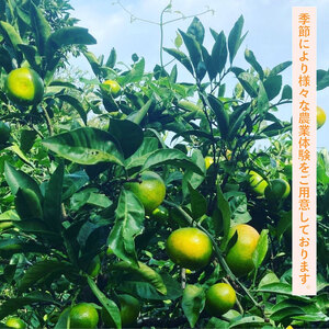 宿泊 沼津市  Orange Park Farm ペア宿泊券 