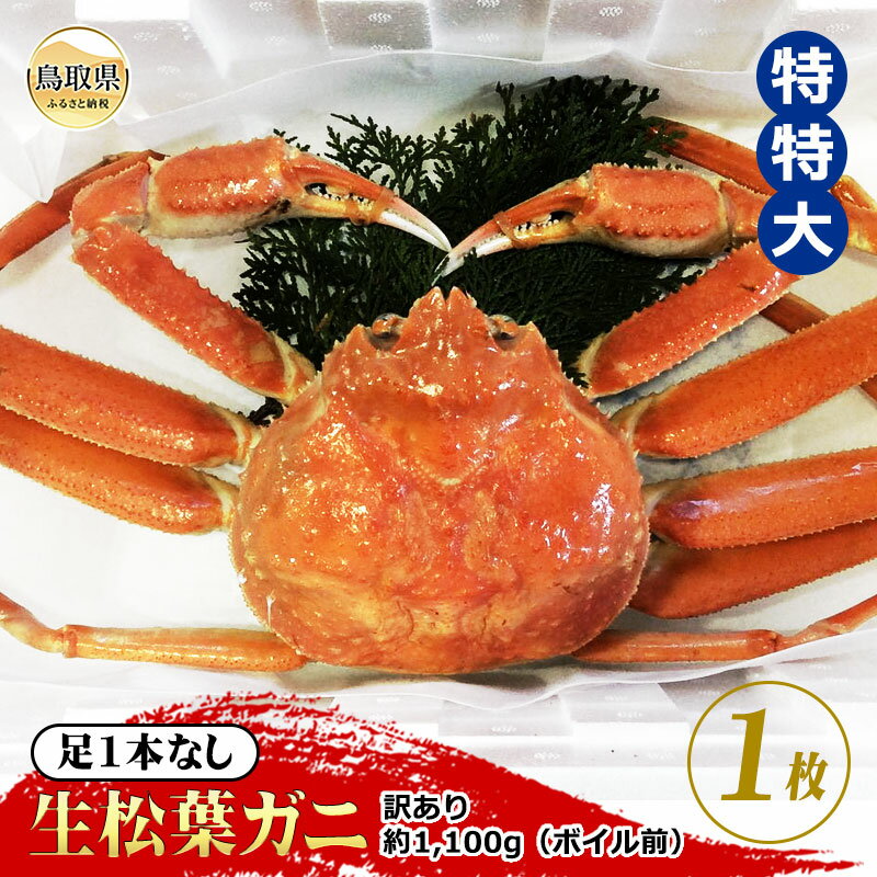 【ふるさと納税】【魚倉】足1本なし生松葉ガニ訳あり　特特大　約1,100g【期間限定】_T2600164