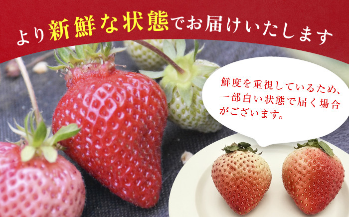 あまおうG等級 いちご イチゴ 苺 果物