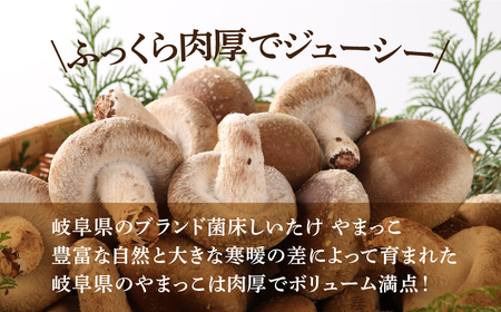 予約受付【期間限定】（2024年11月から順次発送）菌床生椎茸　詰め合わせ 1.2kg しいたけ シイタケ 生しいたけ 下呂温泉【71-3】