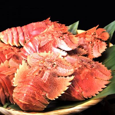 ふるさと納税 東洋町 ウチワエビボイル!500g!あとは食べるだけ!