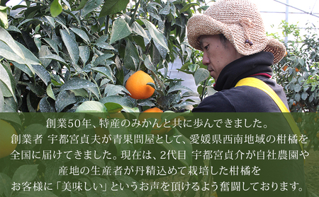 ジューシーゴールド（河内晩柑）　ご家庭用　6㎏