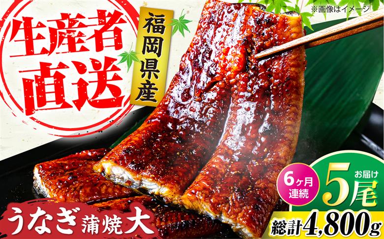【全6回定期便】福岡県産 うなぎ 蒲焼 大5尾　合計 800 g（1尾あたり 160g以上）《豊前市》【福岡養鰻】 国産 うなぎ 大 [VAD018]