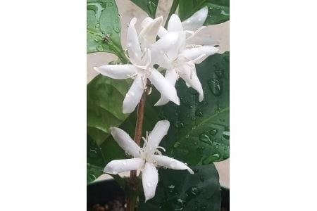 《焙煎直送》お家Cafeセット (焙煎コーヒー3種 計560g)｜自家焙煎 3種 ブレンド モカ エチオピア ブラジル グアテマラ コロンビア ジャマイカ ギフト コーヒーセット お中元 贈答 ギフト