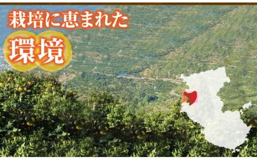 田村産「デコ」不知火[約3kg]湯浅町田村産春みかん(果実サイズおまかせ)/紀伊国屋文左衛門本舗　※2026年2月中旬～2024年3月下旬頃に順次発送予定(お届け日指定不可)【sutb493A】