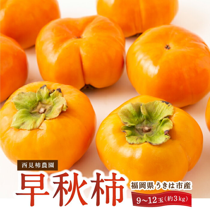 【ふるさと納税】【先行予約】西見柿農園 早秋柿 9玉から12玉 (約3kg) 2025年10月上旬から10月中旬 出荷予定