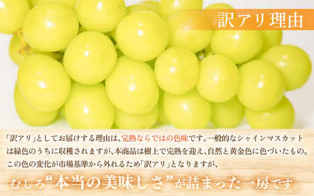 【先行予約】【訳あり】10月特選 ぶどうセットM 1kg以上（2～3房）／ 葡萄 シャインマスカット 完熟 ゴールデン シャイン 品種 おまかせ あわら 農家おすすめ ※2025年10月より順次発送 