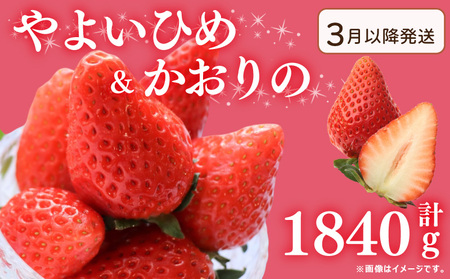 《3月発送》 先行予約 訳あり いちご やよいひめ かおりの 2種 計1840g いちご いちご いちご