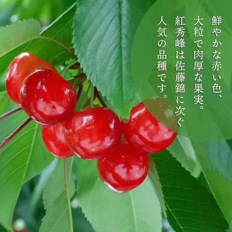 【令和9年産先行予約】こだわりのさくらんぼ「紅秀峰」(Lサイズ以上)　バラ詰め 500g いまいのさくらんぼ園 K-935 Lサイズ 500g