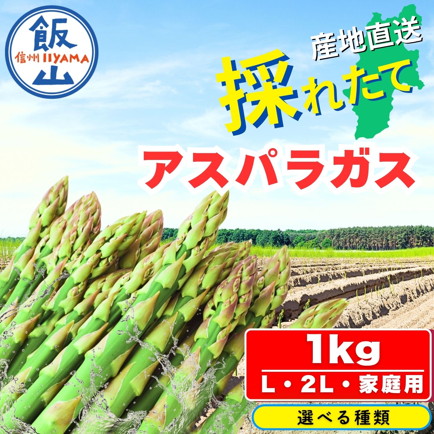 【ふるさと納税】《先行予約》 飯山産新鮮アスパラ 選べる種類 Lサイズ 2Lサイズ 家庭用【 アスパラガス 直送 露地栽培 甘さ ギフト 人気 美味しい オススメ 長野県 飯山市 】