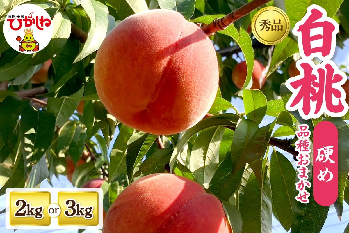 
            【2026年産】 白桃 品種おまかせ（硬め） 秀品（選べる内容量：2kg / 3kg） 山形県 東根市 フルーツピッカー提供 hi097-003-o
          