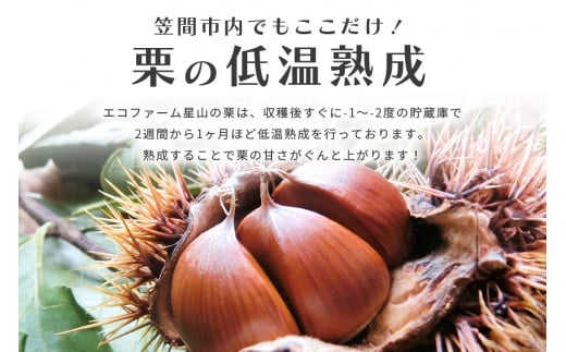 笠間の生栗 （約2kg） 低温熟成 利平 2L以上 日本一 栗生産量 茨城県 栗 くり 生栗 熟成栗 大きい 大粒 茨城 国産 国産栗 和栗 甘栗 栗ご飯 栗きんとん 栗おこわ 甘露煮 マロン 秋 旬