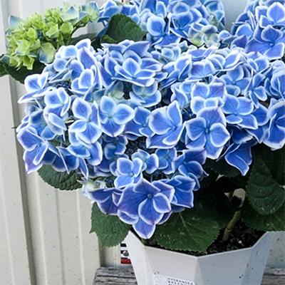 ふるさと納税 藤枝市 【母の日に!】アジサイ鉢植え　ブルー系 5号 |  | 02