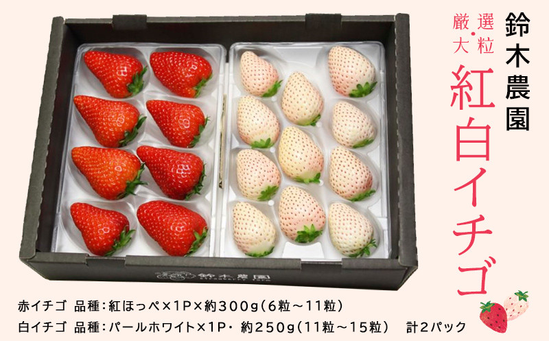 
１０５８　いちご 掛川産 厳選 大粒 赤＆白イチゴ セット(赤：300ｇ・白：250ｇ）令和６年１月中旬頃から順次発送します 鈴木農園
