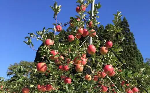【先行予約】数量限定・期間限定 R8年産秋田限定りんご「秋田紅あかり」(3kg) 75P3409【陽気な母さんの店 】