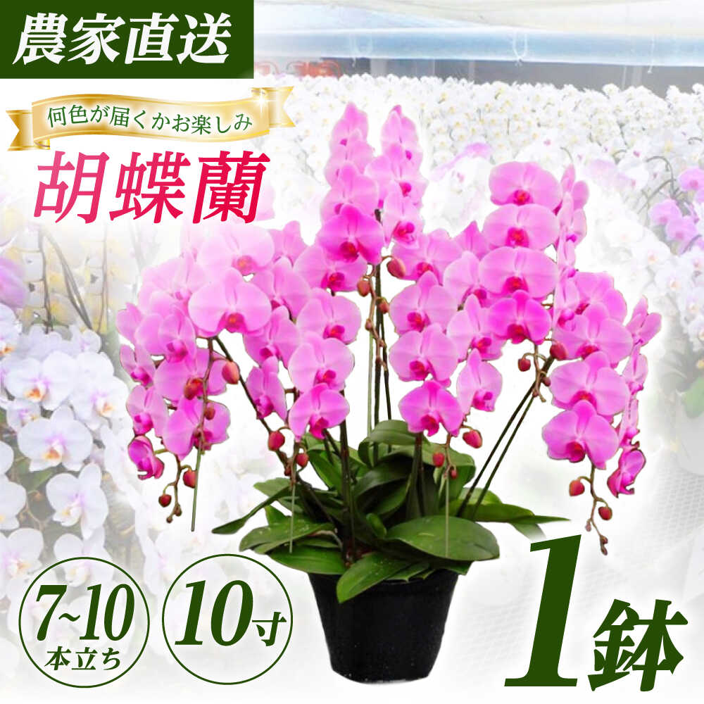 【ふるさと納税】【7〜10本立ち10寸】生産農家直送！胡蝶蘭 1鉢【足柄金太郎洋蘭園】開成町 洋蘭 蘭 お花 生花 鉢花 鉢[BDAB015]