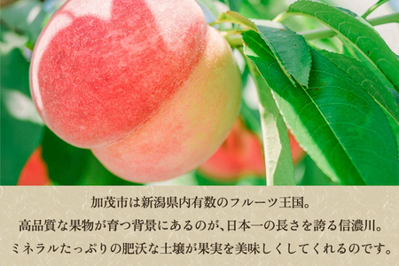 【2026年先行予約】新潟県産 桃 3kg（9～12玉）《7月下旬～順次出荷》