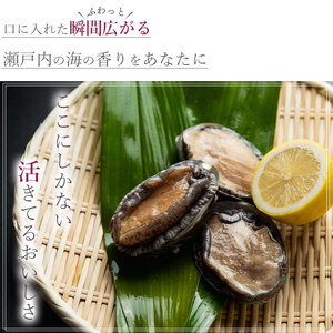 オリーブアワビ約500g（5個入り前後）×2回定期便 殻付き