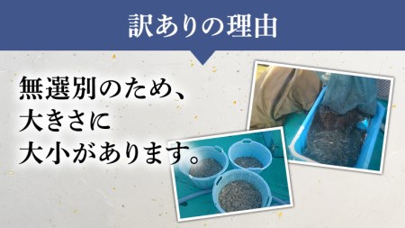 【先行予約 2026年5月発送予定】凍眠 冷凍 生しらす 約1kg 訳あり しらす 小分け 国産