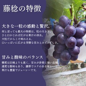 ＜地元農家直送!＞ 藤稔 3房 約1.8kg　【 葡萄 藤稔 】　