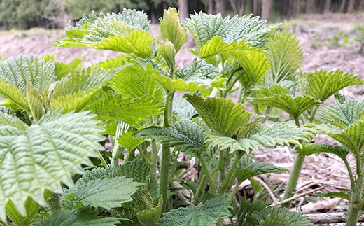 アイコ（ミヤマイラクサ） 約1200g 秋田の山菜【180P3203】