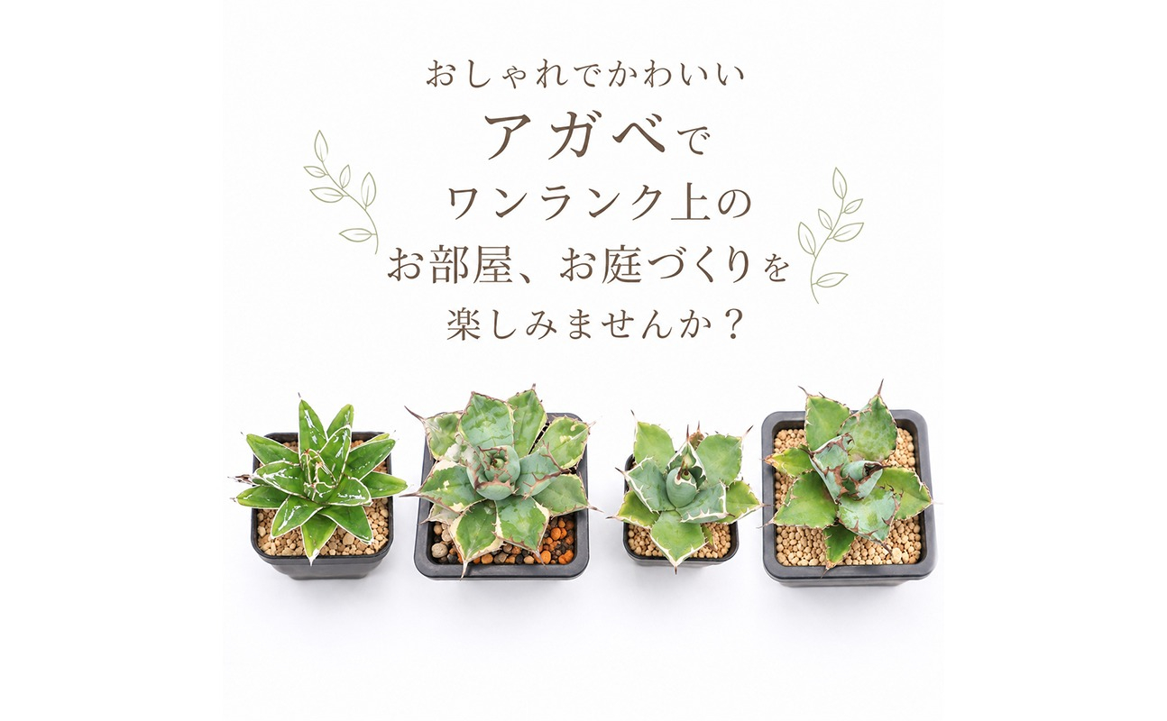 アガベ 2種 植物 インテリア ガーデニング 実生株 ハイブリッド 交配種 人気 インテリアグリーン 多肉植物 観葉植物 グリーン リラックス ドライガーデン 室内植物 香川県 丸亀市