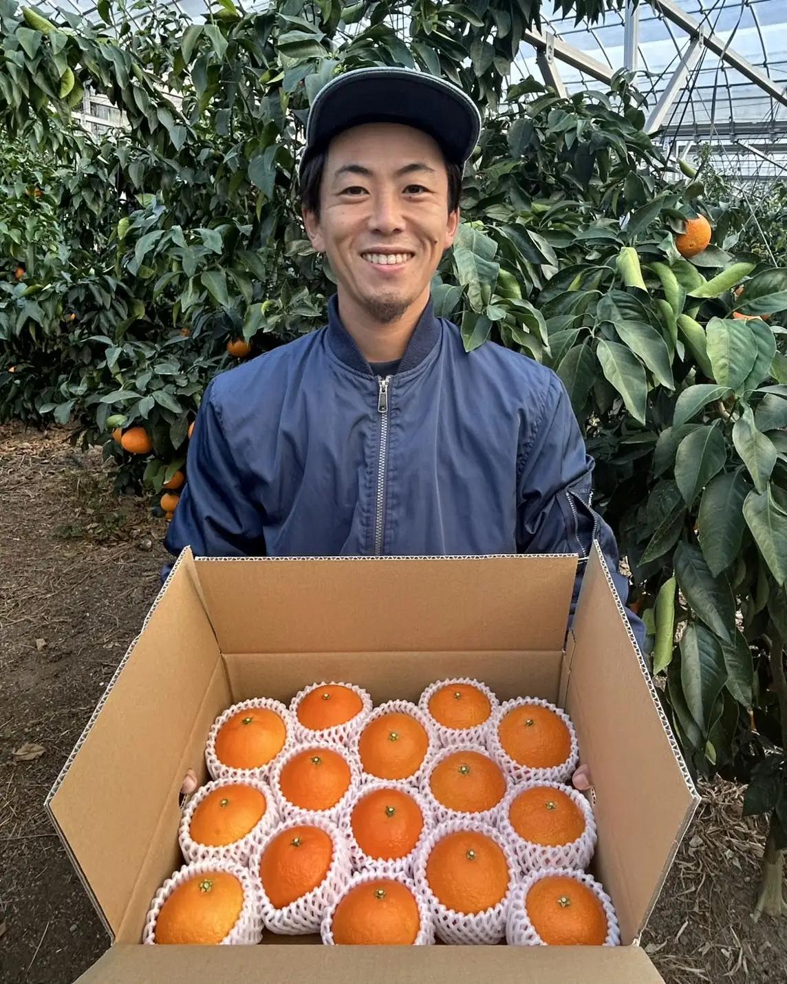 【2026年11月下旬頃から順次発送】  愛果28号（紅まどんなと同品種） 約1.0kg ｜みかん 愛果 蜜柑 松山市産みかん 柑橘 ミカン 蜜柑 みかん 果物 オススメみかん フルーツ あいか みか