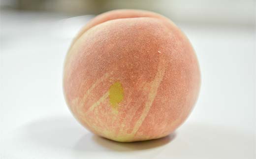 FYN9-917 ≪2025年先行予約≫ご家庭用 山形県産 おまかせ 白桃 約5kg(12～20玉) 2025年8月上旬から順次発送 夏果実 果実 果物 くだもの フルーツ 桃 もも ピーチ 家庭用 