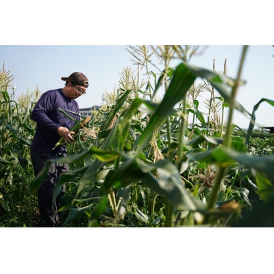 京都府久御山町 とうもろこし バイカラー 10本 朝採れコーン【配送不可地域：離島・北海道・沖縄県・東北】