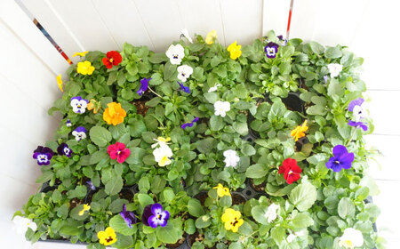 【10月末より順次発送】 生産者直送！ ビオラ 花苗 24ポットセット / 瑞浪市 中山園芸 苗 花 お花 生花 フラワー ガーデニング[AZDC010]