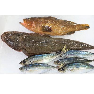 ふるさと納税 越前町 越前港直送　　朝獲れお魚詰め合わせ　　　3種類