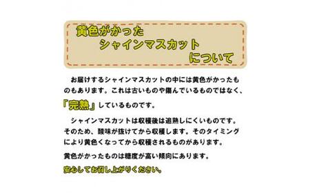 ぶどう 2024年 先行予約 岡山 名産 晴王 シャイン マスカット たっぷり2kg！9月上旬以降順次発送 ギフトにも ブドウ 葡萄 岡山県産 国産 フルーツ 果物 [No.5220-1139]