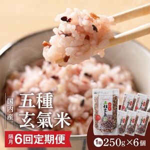 【隔月6回　定期便】国内産 五種玄氣米 250g×6個 1500g×6回_国内産 五種玄氣米 250g×6個 お届け回数 6回 玄米 ブレンド 雑穀米 もち赤米 うるち玄米 もち玄米 もち黒米 もち緑米 プチプチ もちもち 混ぜて炊くだけ 冷めても美味しい 主食 おにぎり 弁当 食卓 華やか 福岡県 久留米市 送料無料 〔Tk026〕
