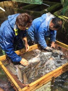 ＜黄金イクラと渓流の女王ヤマメ逸品セットB＞(6種)黄金イクラやヤマメなどを詰め合せ！【B-0206-sk】【有限会社しゃくなげの森】