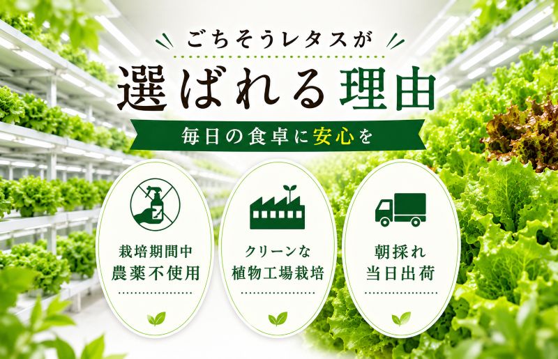 【朝採れ発送】ごちそうレタス 3種食べ比べセット（8袋・栽培期間中農薬不使用）【大阪 泉佐野 大阪府 泉佐野市】