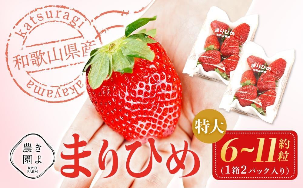 
            特大まりひめイチゴ 朝摘 6個～11個入×2パック［2026年1月中旬頃より発送］［先行予約］［KT3］
          
