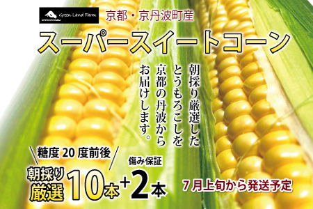 スーパースイートコーン 10本+傷み保証2本セット 高糖度 京都 京丹波町産 ※北海道・沖縄は配送不可 [010SH002L]