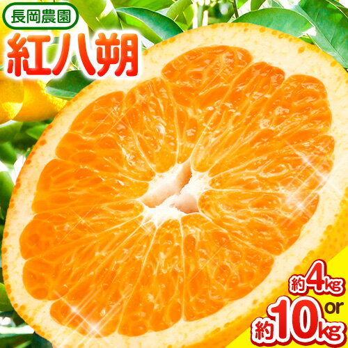 【ふるさと納税】紅八朔 選べる 約4kg 約10kg 長岡農園《3月下旬-5月中旬頃出荷》 和歌山県 日高川町 紅八朔 八朔 はっさく べにはっさく 柑橘