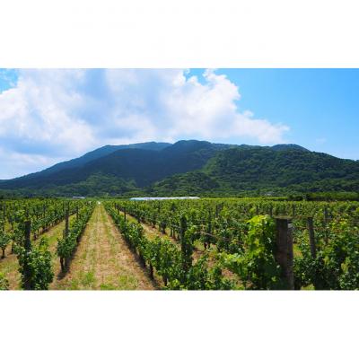 ふるさと納税 新潟市 カーブドッチSABLE 赤白ワインセット 750ml×2本 新潟 [54070175] |  | 03