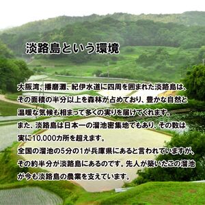 令和7年産 兵庫県淡路島産米 キヌヒカリ 10kg（5kg×2） 兵庫県 洲本市 淡路島