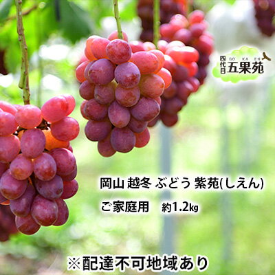 【ふるさと納税】越冬 ぶどう ご家庭用 紫苑 （しえん）約1.2kg 岡山県産 四代目 五果苑 果物 フルーツ デザート 樹上完熟 平均糖度20度 減農薬 種なし 果汁たっぶり 　お届け：2025年11月下旬～2026年4月下旬