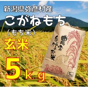 新潟県弥彦村石井農園　令和7年産 こがねもち【玄米 5kg】玄米もち、玄米おはぎ、玄米おこわ等に【1713661】