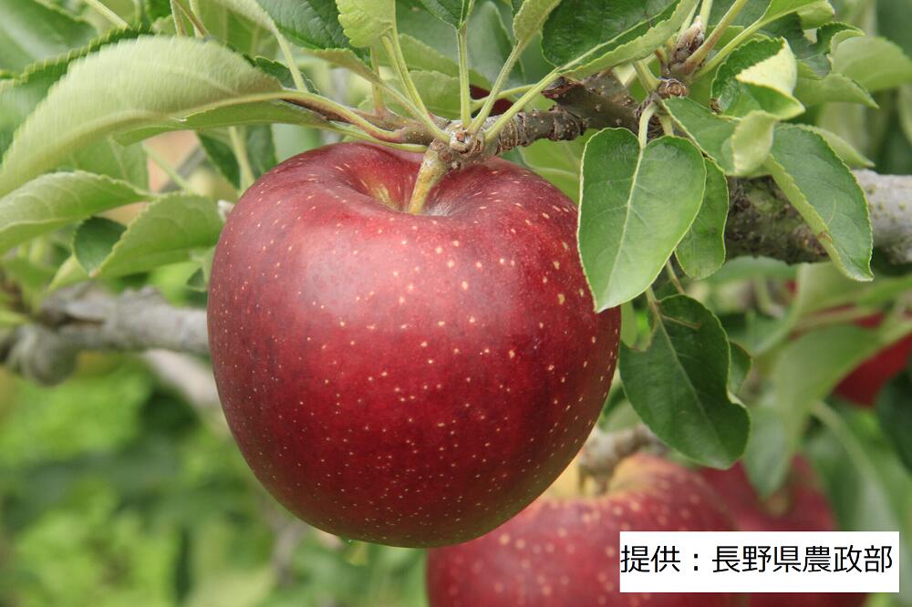 【ふるさと納税】 【残り2箱／限定20箱】 003-006 長野産の深紅のりんご 秋映～あきばえ～ 1箱(5Kg)