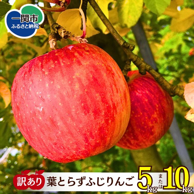 【ふるさと納税】訳あり 葉とらず ふじりんご サンふじ 選べる 5kg / 10kg ふるさと納税 リンゴ 林檎 フジ 家庭用 送料無料 岩手県 一関市