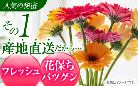 広川自慢の元気なガーベラ30本 ラッピング有 カラーおまかせ 花束 花 はな フラワー ギフト お祝い 冷蔵 広川町 / JAふくおか八女農産物直売所どろや [AFAB016]