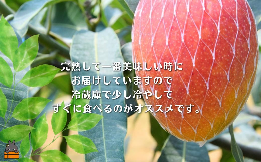 完熟した一番美味しいマンゴーをお届けします。