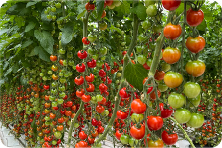 むつ市産　寅福菜園の「ミニトマト」4㎏