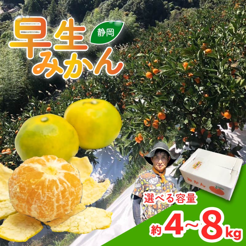 【ふるさと納税】 先行予約 2026年10月以降 発送 選べる容量 早生みかん 4kg - 8kg 静岡県産 果物 フルーツ 柑橘 蜜柑 ミカン ビタミン 国産 季節 旬 甘い 贈り物 ギフト 家族 おやつ 健康 美容 栄養 秋 収穫 特産品 産地直送 藤枝市 静岡県