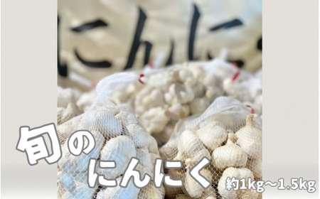 【令和7年産先行予約】旬の野菜 にんにく 約1kg～1.5kg [2025年6月以降順次発送] 新潟県 五泉市 まるっと五泉プロジェクトFunSpace株式会社