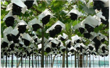 5-19  【令和6年8月中旬から8月下旬発送予定】ぶどう「ピオーネ」約1.5kg